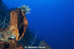 The Cry!
The huge sponge seems to scream for help - but ... by Stephan Peyer 